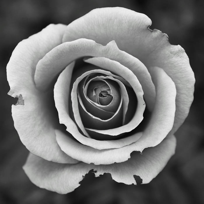 Portfolio image 1